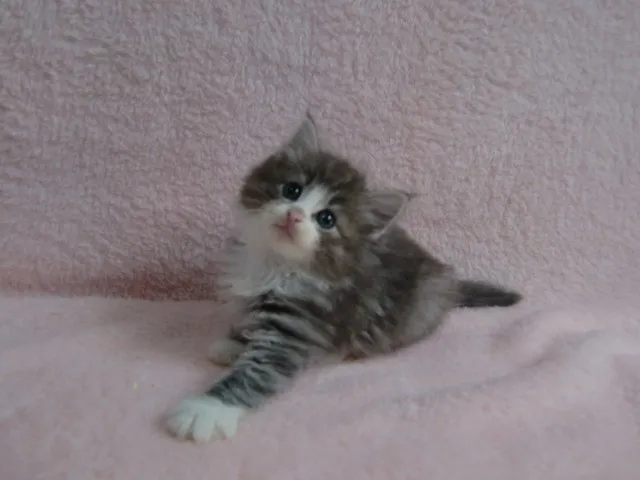 さち 様のお迎えした子猫
