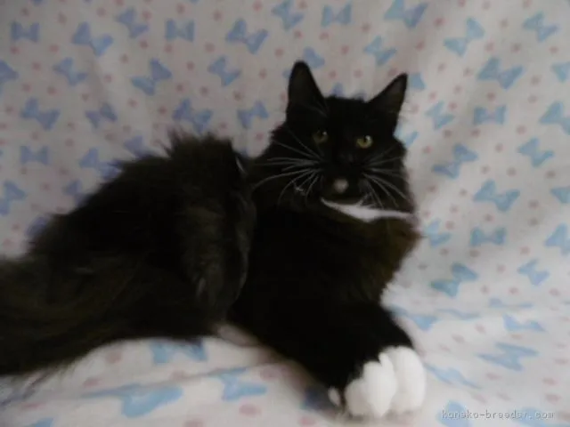 ID：1801-00863の子猫