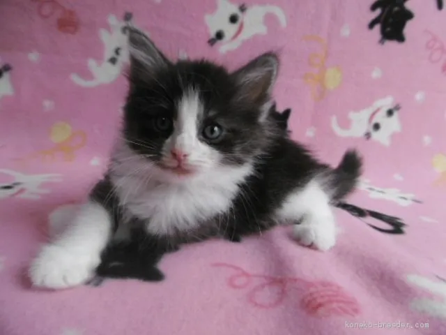 ID：1907-00423の子猫