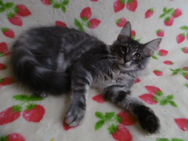 ID:1807-01056の子猫