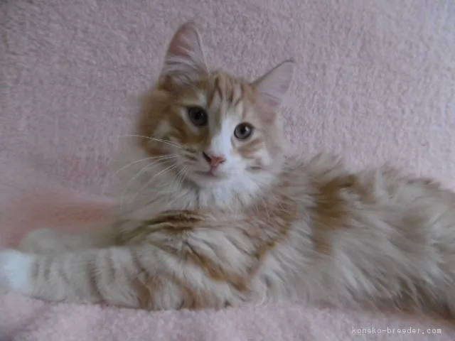 ID：1701-00009の子猫