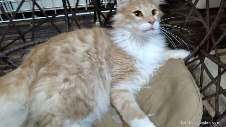 ID:1907-00617の子猫