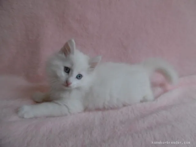 おが 様のお迎えした子猫