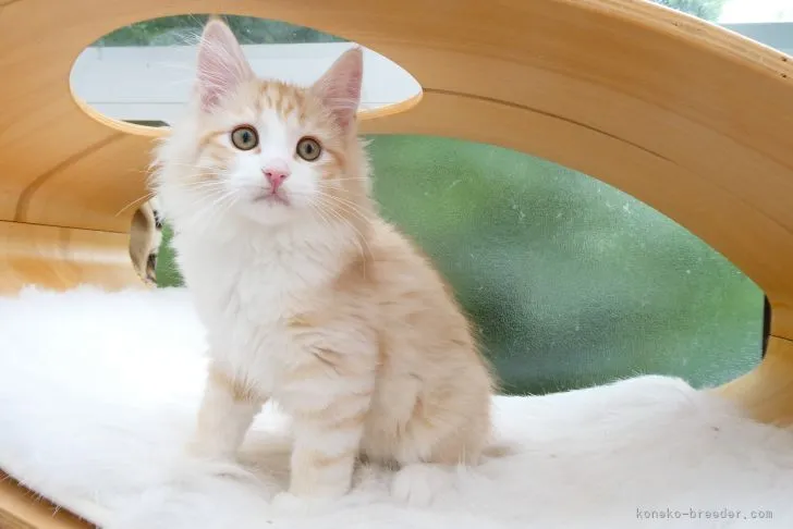 ID:2203-02056の子猫