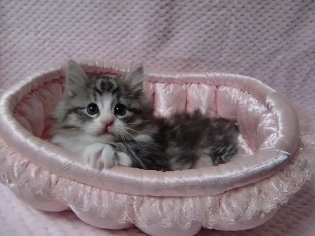 ID：1210-00037の子猫