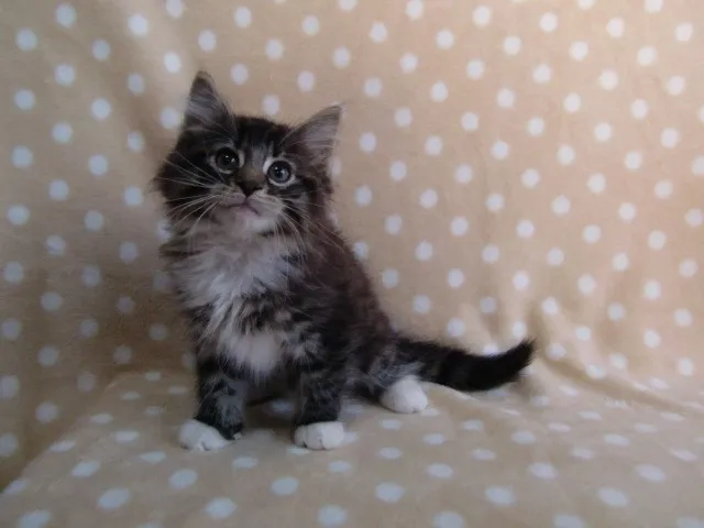 ID：1201-00039の子猫