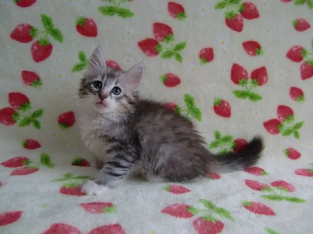 micot 様のお迎えした子猫