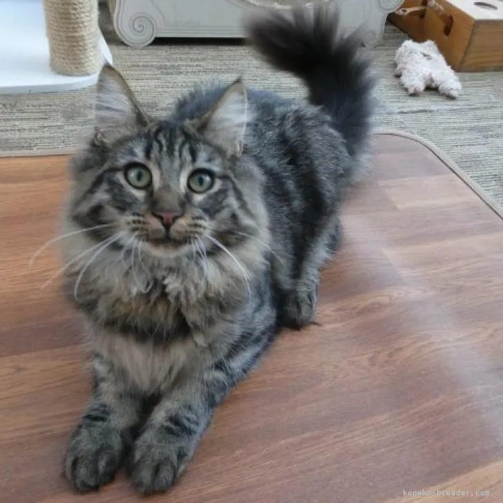 ID:2206-02463の子猫