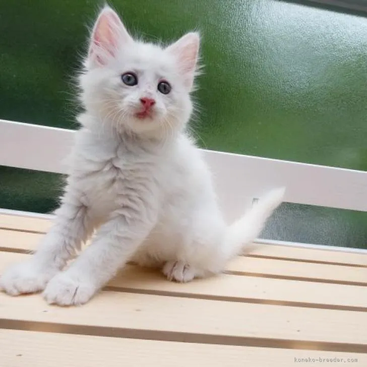 ID:2206-02467の子猫