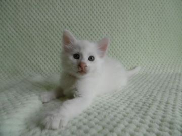 ノルウェージャンフォレストキャット【京都府・男の子・2017年4月22日・ホワイト】の写真「真っ白な子です♪」