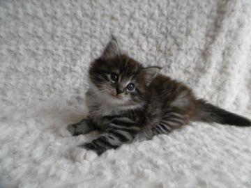 ノルウェージャンフォレストキャット【京都府・女の子・2015年4月16日・シルバーマッカレルタビー&ホワイト】の写真「お目目くりくりです。」