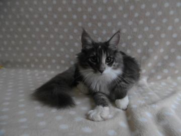 ノルウェージャンフォレストキャット【京都府・女の子・2017年6月9日・ブルーマッカレルトービー&ホワイト】の写真「配色の綺麗な三毛ちゃん♪直ぐにお渡し可能です。」