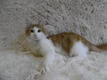 ノルウェージャンフォレストキャット【京都府・男の子・2017年7月9日・レッドマッカレルタビー&ホワイト】の写真「綺麗な八割れの男の子♪去勢済みです。」