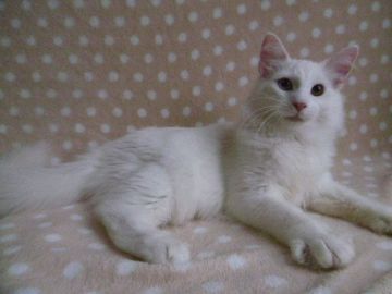 ノルウェージャンフォレストキャット【京都府・男の子・2017年7月3日・ホワイト】の写真「綺麗なオッドアイの瞳♪去勢後にお渡し可能です。」