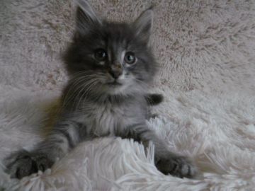 ノルウェージャンフォレストキャット【京都府・男の子・2017年7月24日・ブルーマッカレルタビー】の写真「可愛いおチビちゃん♪」