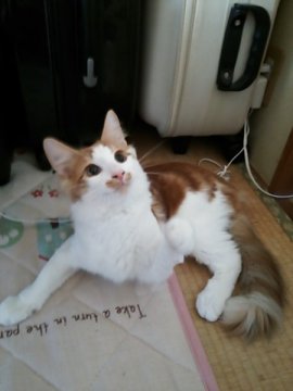 ノルウェージャンフォレストキャット【京都府・男の子・2014年5月24日・レッドクラシックタビー&ホワイト】の写真「人が大好きな甘えたさんです。(去勢済み)」