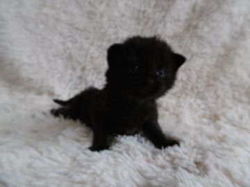 ノルウェージャンフォレストキャット【京都府・男の子・2015年2月6日・ブラック】の写真「母乳でむちむちに育ってます。」