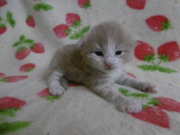 ノルウェージャンフォレストキャット【京都府・男の子・2018年4月3日・クリームマッカレルタビー&ホワイト】の写真「大きな男の子」