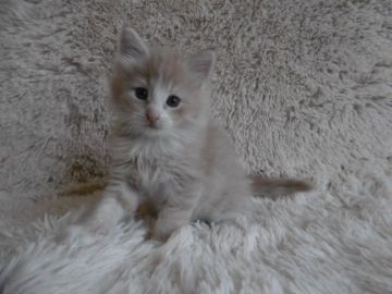 ノルウェージャンフォレストキャット【京都府・男の子・2017年8月20日・クリームマッカレルタビー&ホワイト】の写真「淡～いクリームの大きな男の子♪」