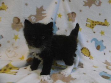 ノルウェージャンフォレストキャット【京都府・女の子・2017年6月7日・ブラック&ホワイト】の写真「手足ソックスです。」