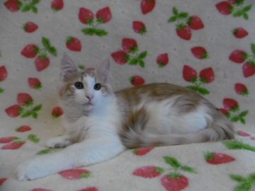 ノルウェージャンフォレストキャット【京都府・男の子・2017年8月31日・レッドシルバーマッカレルタビー&ホワイト】の写真「去勢代込みのお値打ち価格です。」