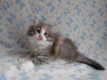 ノルウェージャンフォレストキャット【京都府・女の子・2017年4月28日・ブルーマッカレルトービー&ホワイト(三毛)】の写真「コロッコロの三毛の女の子♪」