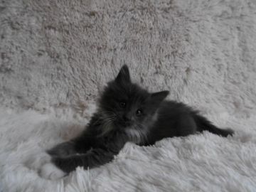 ノルウェージャンフォレストキャット【京都府・女の子・2017年12月30日・ブルー&ホワイト】の写真「尻尾の先がチャームポイント♪」