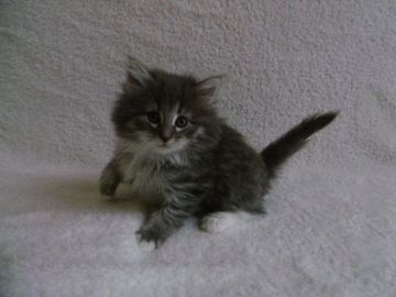 ノルウェージャンフォレストキャット【京都府・女の子・2018年1月14日・ブルマッカレルタビー&ホワイト】の写真「ほんわかした女の子♪」