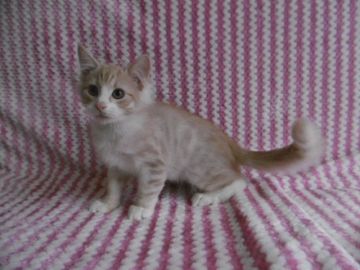 ノルウェージャンフォレストキャット【京都府・男の子・2017年8月31日・クリームマッカレルタビー&ホワイト】の写真「お目目の大きな可愛い子♪」