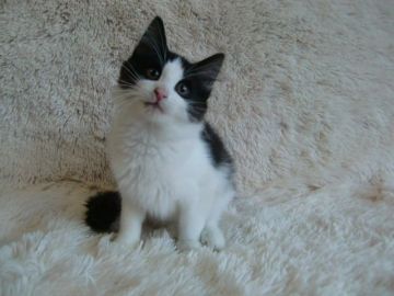 ノルウェージャンフォレストキャット【京都府・女の子・2014年9月4日・ブラック&ホワイト】の写真「お目目の大きな美人さんです。」