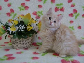 ノルウェージャンフォレストキャット【京都府・女の子・2014年9月13日・レツド(シルバー)マッカレルタビー】の写真「もこもこで元気な女の子です。」