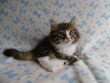 ノルウェージャンフォレストキャット【京都府・男の子・2015年4月16日・ブラウンマッカレルタビー&ホワイト】の写真「お目目くりくりです。」