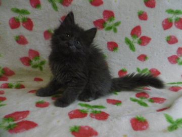 ノルウェージャンフォレストキャット【京都府・女の子・2018年4月3日・ブルー】の写真「モコモコフワフワな女の子♪」