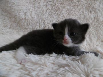 ノルウェージャンフォレストキャット【京都府・男の子・2015年2月6日・ブルー&ホワイト】の写真「とてもおっとりした子です。」