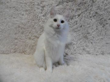 ノルウェージャンフォレストキャット【京都府・男の子・2016年7月17日・ホワイト】の写真「去勢済みのお得なお値段です🎵」