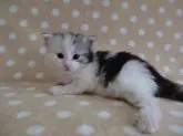 ノルウェージャンフォレストキャット【京都府・女の子・2013年3月8日・シルバークラシックトービー&ホワイト】の写真1