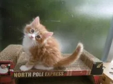 ノルウェージャンフォレストキャット【京都府・男の子・2020年7月5日・レッドクラシックタビー&ホワイト】の写真1