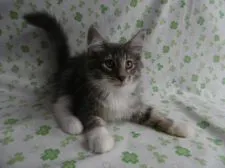 ノルウェージャンフォレストキャット【京都府・男の子・2019年5月20日・ブルーマッカレルタビー&ホワイト】の写真1