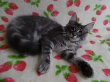 ノルウェージャンフォレストキャット【京都府・男の子・2018年4月9日・ブルークラシックタビー】の写真1