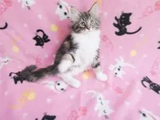 ノルウェージャンフォレストキャット【京都府・女の子・2021年11月7日・ブラウンクラシックタビー&ホワイト】の写真2