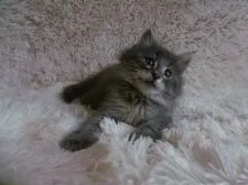 ノルウェージャンフォレストキャット【京都府・男の子・2017年7月24日・ブルーマッカレルタビー】の写真2