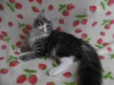 ノルウェージャンフォレストキャット【京都府・男の子・2018年4月28日・ブルーマッカレルタビー&ホワイト】の写真2