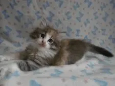 ノルウェージャンフォレストキャット【京都府・女の子・2017年4月28日・ブルーマッカレルトービー&ホワイト(三毛)】の写真2