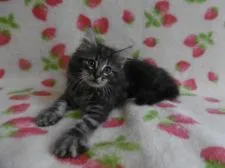 ノルウェージャンフォレストキャット【京都府・男の子・2017年6月19日・ブルーシルバークラシックタビー】の写真3