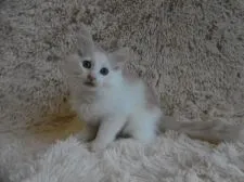 ノルウェージャンフォレストキャット【京都府・男の子・2017年8月31日・クリームタビー&ホワイト】の写真3