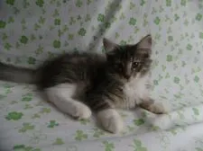 ノルウェージャンフォレストキャット【京都府・男の子・2019年5月20日・ブルーマッカレルタビー&ホワイト】の写真4