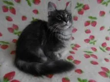 ノルウェージャンフォレストキャット【京都府・男の子・2018年4月9日・ブルークラシックタビー】の写真4