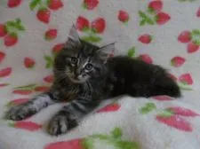 ノルウェージャンフォレストキャット【京都府・男の子・2017年6月19日・ブルーシルバークラシックタビー】の写真4