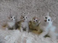 ノルウェージャンフォレストキャット【京都府・男の子・2017年8月31日・クリームタビー&ホワイト】の写真5「兄妹達と♪」