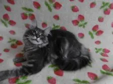 ノルウェージャンフォレストキャット【京都府・男の子・2018年4月9日・ブルークラシックタビー】の写真5